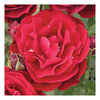 Rose Plant - Red Abundance