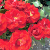Rose Plant - Red Hat Lady