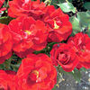 Rose Plant - Red Hat Lady