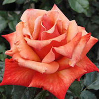 Rose Plant - Remember Me