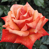 Rose Plant - Remember Me