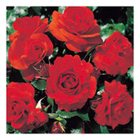 Rose Plant - Remembrance