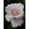 Rose Plant - Renaissance