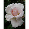 Rose Plant - Renaissance