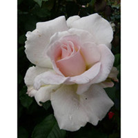 Rose Plant - Renaissance