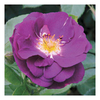 Rose Plant - Rhapsody in Blue