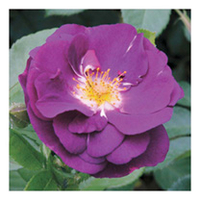 Rose Plant - Rhapsody in Blue