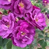Rose Plant - Rhapsody in Blue