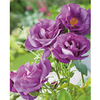 Rose Plant - Rhapsody in Blue