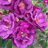 Rose Plant - Rhapsody in Blue
