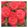 Rose Plant - Robert Winston