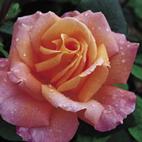 Rose Plant - Rosemary Harkness