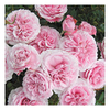 Rose Plant - Rossetti