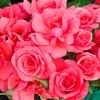 Rose Plant - Rosy Future