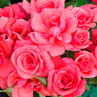 Rose Plant - Rosy Future