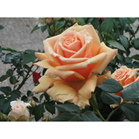 Rose Plant - Royal Parks