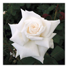 Rose Plant - Royal Philharmonic