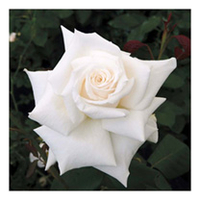 Rose Plant - Royal Philharmonic