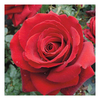 Rose Plant - Royal William