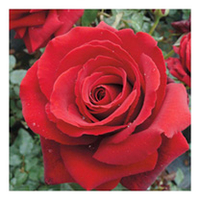 Rose Plant - Royal William