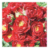 Rose Plant - Ruby Ribbon