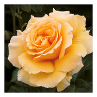 Rose Plant - Salvation