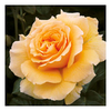 Rose Plant - Salvation