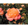 Rose Plant - Samaritan