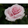 Rose Plant - Savoy Hotel
