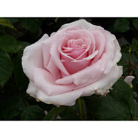 Rose Plant - Savoy Hotel