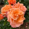 Rose Plant - Scent From Heaven