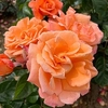 Rose Plant - Scent From Heaven