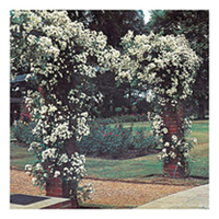 Rose Plant - Seagull