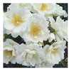 Rose Plant - Sheer Silk