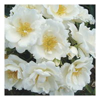 Rose Plant - Sheer Silk