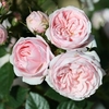 Rose Plant - Silver Wishes