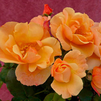 Rose Plant - Simple Gold
