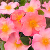 Rose Plant - Simple Peach