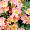Rose Plant - Simply Sally
