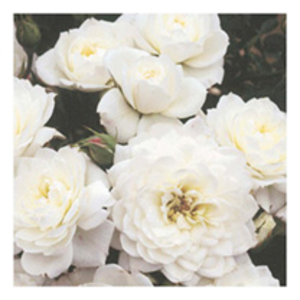 Rose Plant - Snow Cap