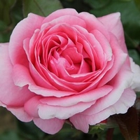 Rose Plant - Special Anniversary