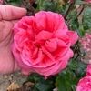 Rose Plant - Special Anniversary