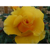 Rose Plant - St Christopher
