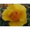 Rose Plant - St Christopher