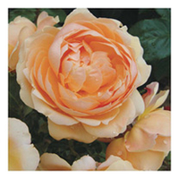 Rose Plant - St Richard of Chichester