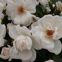 Rose Plant - Starlight Symphony