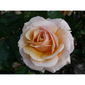 Rose Plant - Sue Hipkin