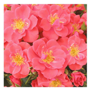Rose Plant - Summer Sweetheart