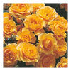 Rose Plant - Suncharm