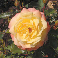 Rose Plant - Sunny Abundance